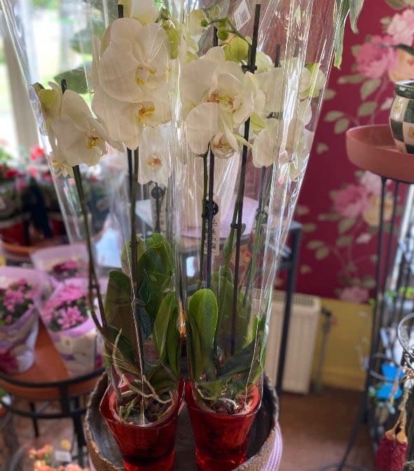 Telpaugi un āra augi