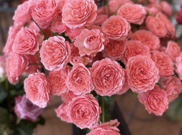 Gaiši rozā Ekvadoras krūmrozes 60 cm garas